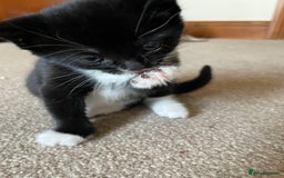 Mixed Breed cats for sale: Russian Blue/tuxedo cross kittens - Image 5