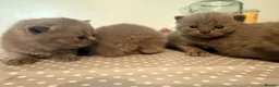 British Shorthair cats for sale: British Shorthair Kittens (1/2 Lilac)  - Advert 12