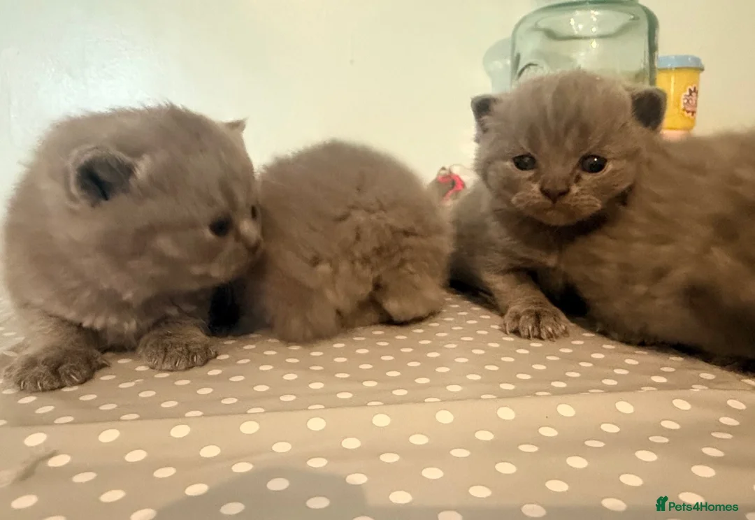 British Shorthair cats for sale: British Shorthair Kittens (1/2 Lilac)  - Advert 12