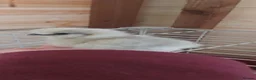 Chickens poultry for sale: Bantam chicks *sablepoot, wyandotte, pekin bantam* - Advert 5