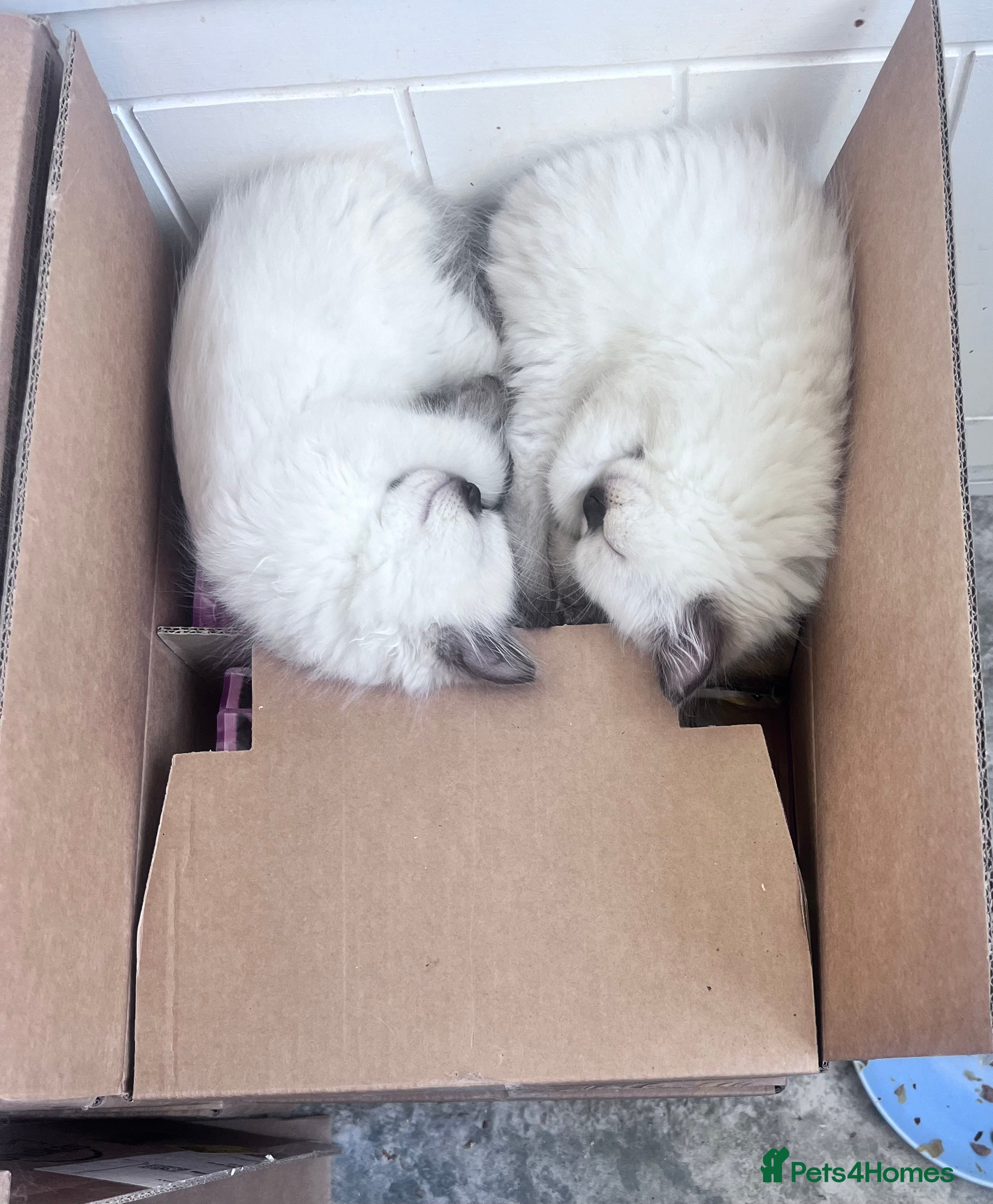 Ragdoll cats Beautiful fluffy ragdoll kittens - Advert 2