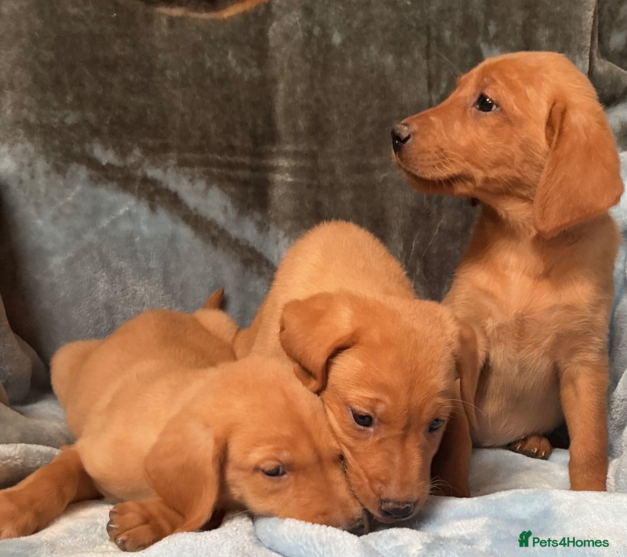 Labrador Retriever dogs Red labrador - Advert 2