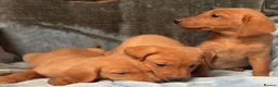 Labrador Retriever dogs for sale: Red labrador - Advert 2