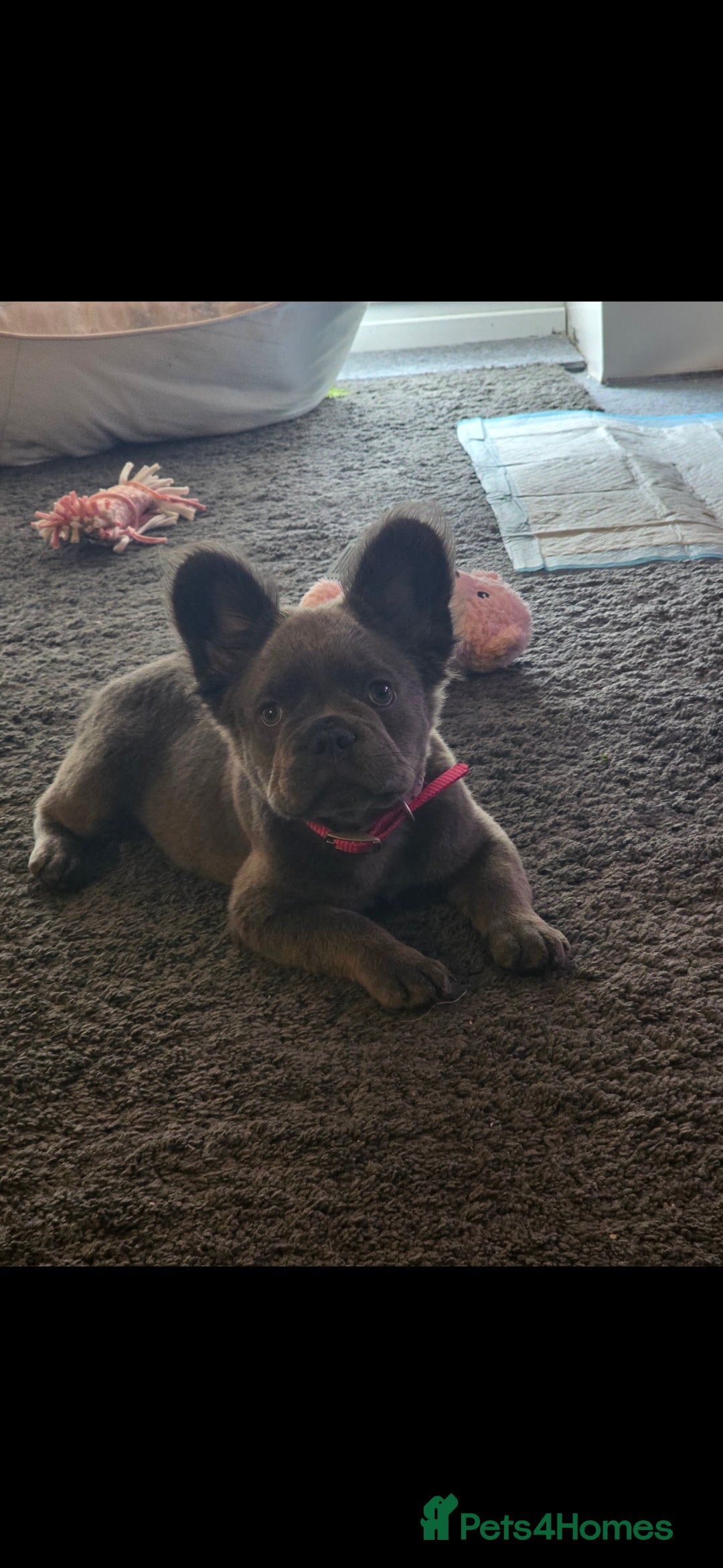 French Bulldog dogs for sale: Beautiful fluffy frenchie girl  - Image 3