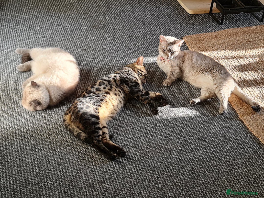 Bengal cats for sale: M+F, 1y Bengals to be homed together or separately - Image 11