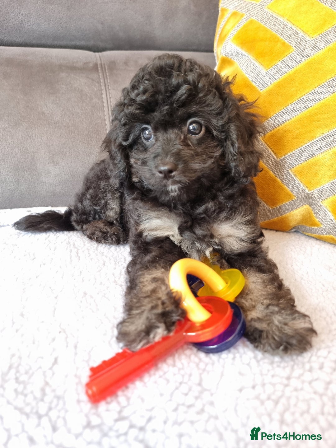 Cockapoo dogs for sale: Fully Vaccinated, Adorable small Cockapoo puppies - Image 31