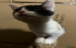 Domestic Shorthair cats for sale: 2 Male 1 Female Tabby Cats - Silver Tabby Mother - Image 13