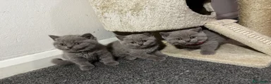 British Shorthair lilac boy 2
