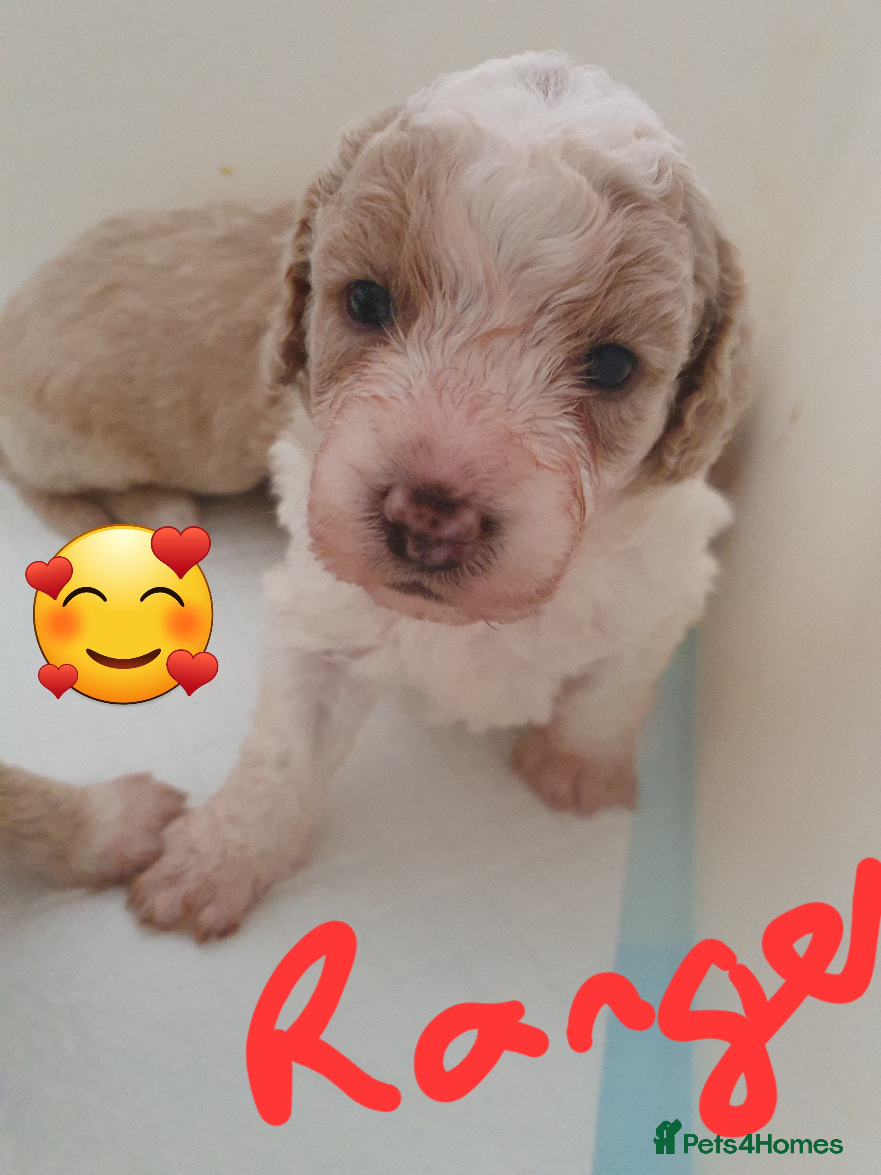 Mixed Breed dogs Cavapoochons 3 boys 3 girls beautiful colours  - Advert 2