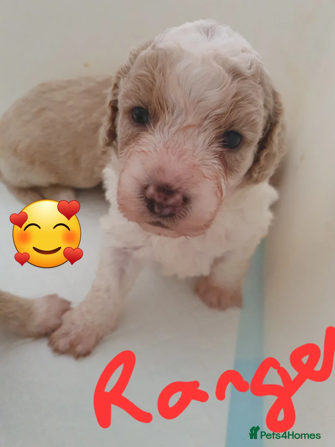 Mixed Breed dogs for sale: Cavapoochons 3 boys 3 girls beautiful colours  - Advert 2