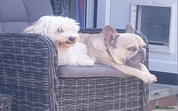 Mixed Breed dogs for sale: French matlipoo - Image 5