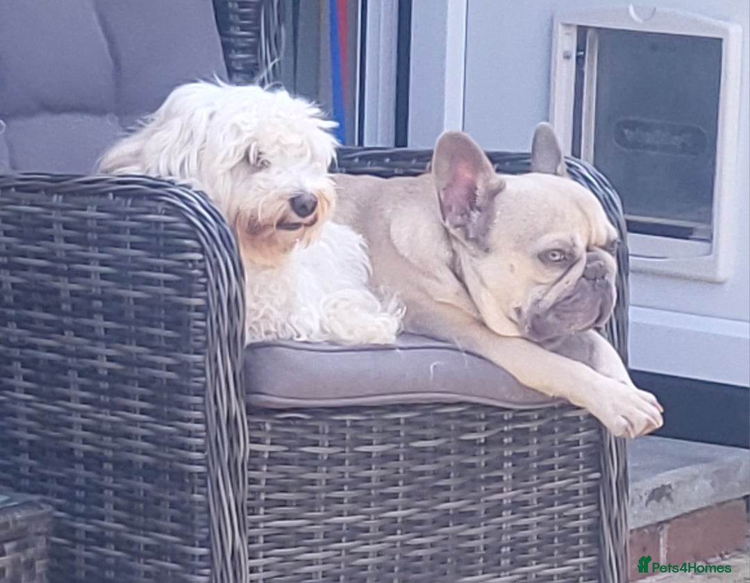 Mixed Breed dogs for sale: French matlipoo - Image 5