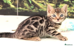 Bengal cats for sale: CUTE BROWN FEMALE BENGAL KITTENS (TICA REG) - Image 5