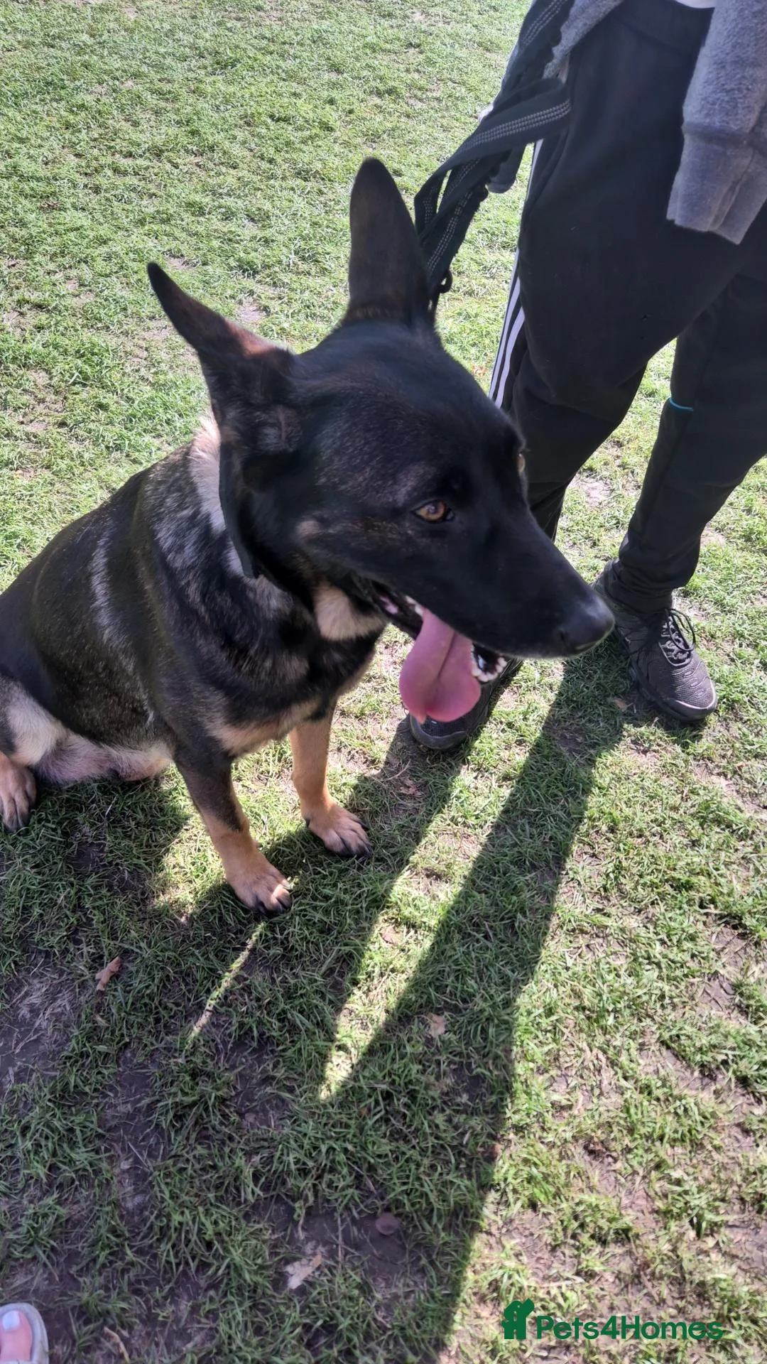 Mixed Breed dogs for sale: Dutch shepard x mali - Advert 1
