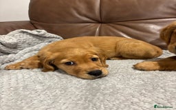 Cocker Spaniel dogs for sale: RED & BLACK COCKER SPANIEL PUPPIES READY NOW 🐶🧡  - Image 17