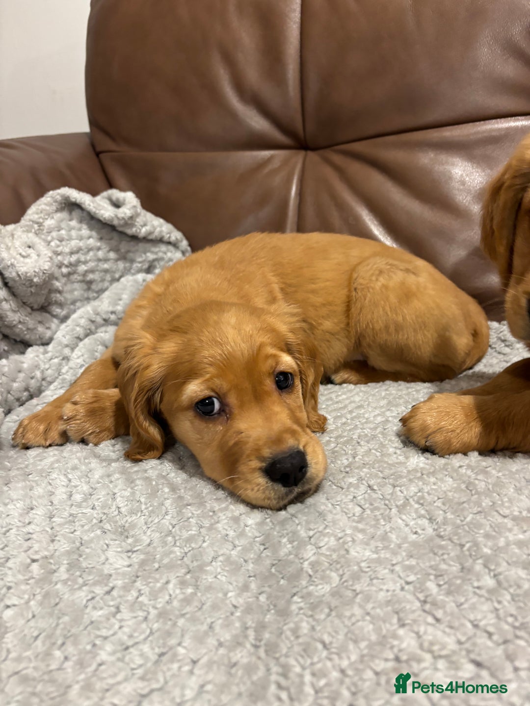 Cocker Spaniel dogs for sale: RED & BLACK COCKER SPANIEL PUPPIES READY NOW 🐶🧡  - Image 17