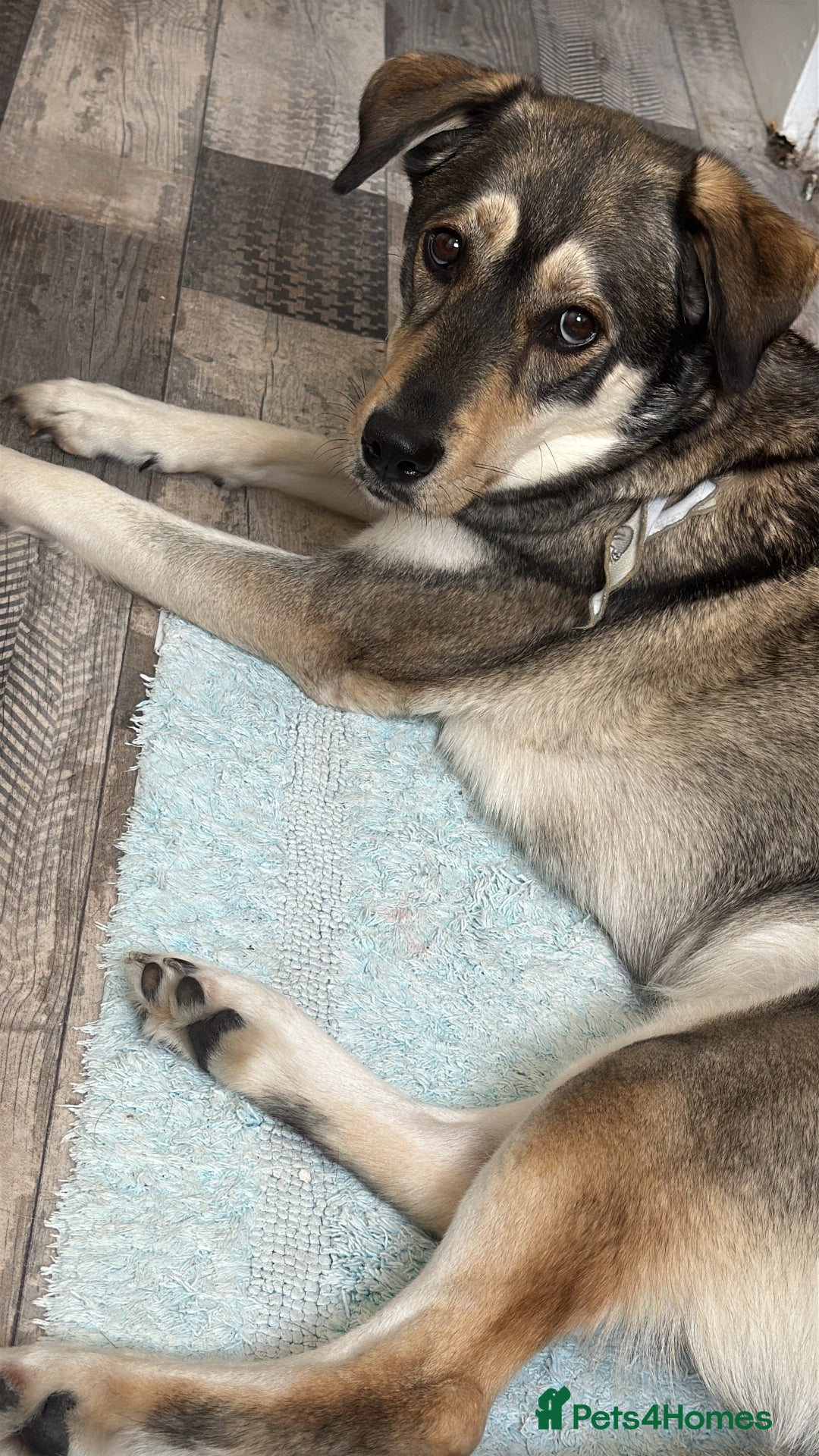 Mixed Breed dogs for sale: 3 year old husky lab  - Image 1