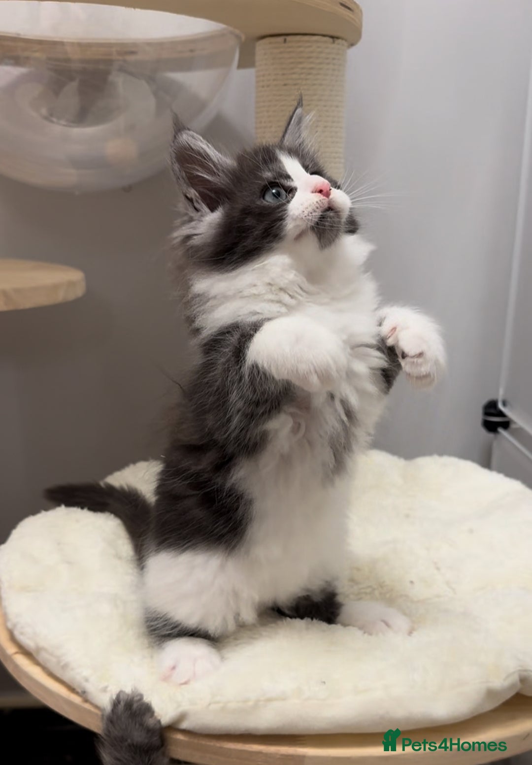 Maine Coon cats for sale: 🌟🌟Beautiful  Maine Coon kittens 🌟🌟🌟 - Advert 5