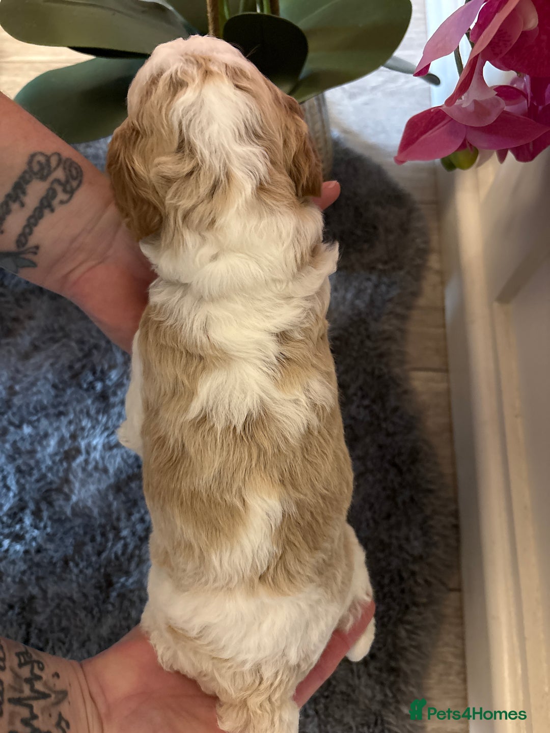 Double Doodle dogs for sale: Parti Double Doodles🐾  - Advert 26