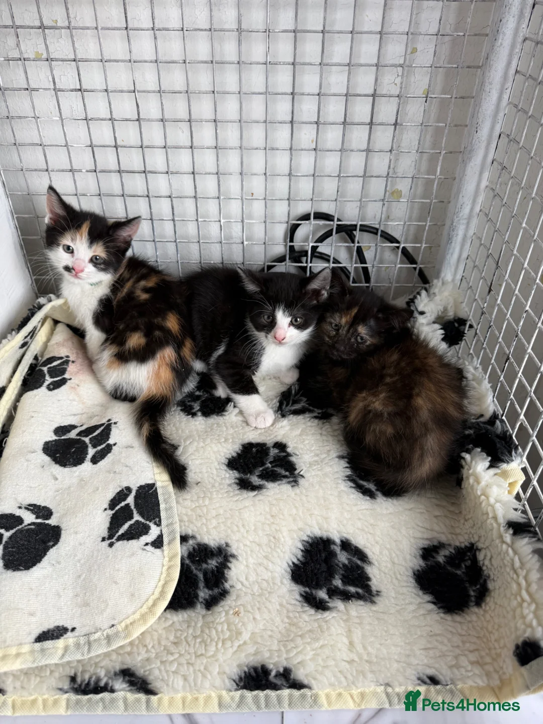 Mixed Breed cats for sale: BEAUTIFUL KITTENS FOR SALE x BSH 💙 💙🩷🩷 £85  - Advert 7