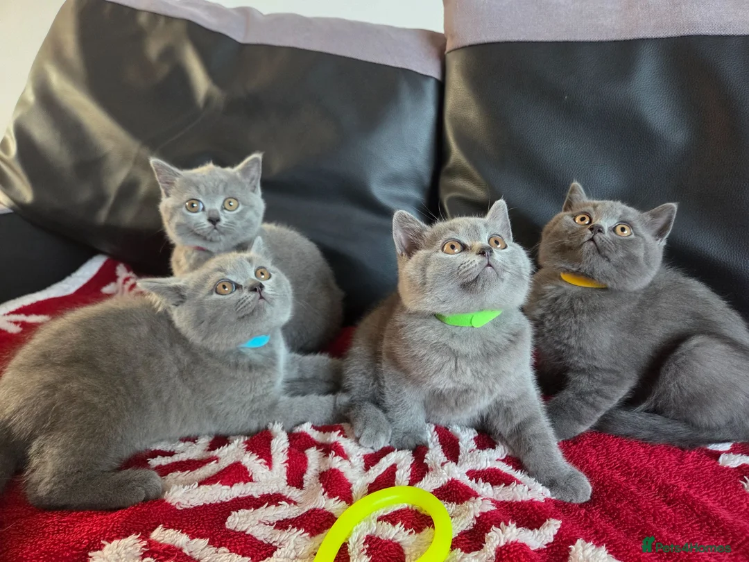 British Shorthair cats for sale: Beautiful British Shorthair kittens - Advert 1