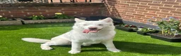 Siberian Husky dogs for sale: Zeus  - Advert 3