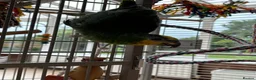 Parrots birds for sale: Beautiful orange winged Amozon  - Advert 6