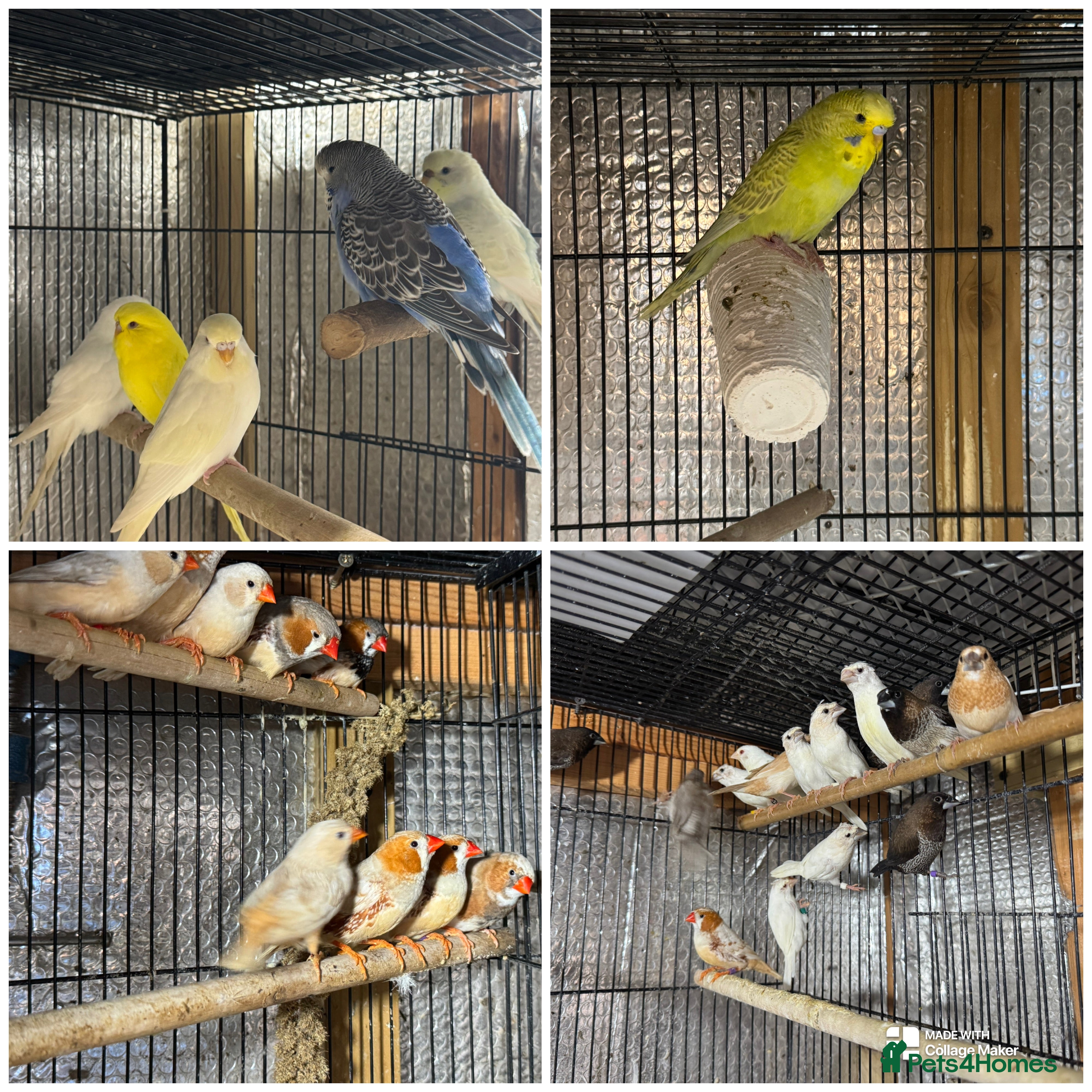 Mixed Breed birds Zebra Finches  - Advert 8