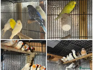 Mixed Breed birds Zebra Finches - Advert 8