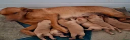 Labrador Retriever dogs for sale: Gorgeous Labrador Retriever Puppies  - Advert 8