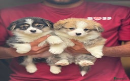 Welsh Corgi Pembroke dogs for sale:  Corgi Pembroke puppies available to loving homes - Image 7