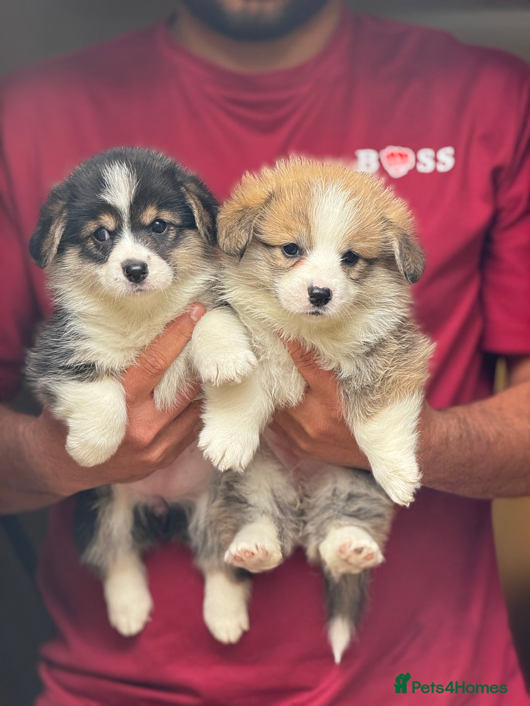 Welsh Corgi Pembroke dogs for sale:  Corgi Pembroke puppies available to loving homes - Image 7