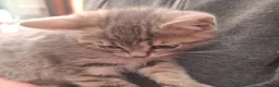 Mixed Breed cats for sale: Grey   - Advert 7