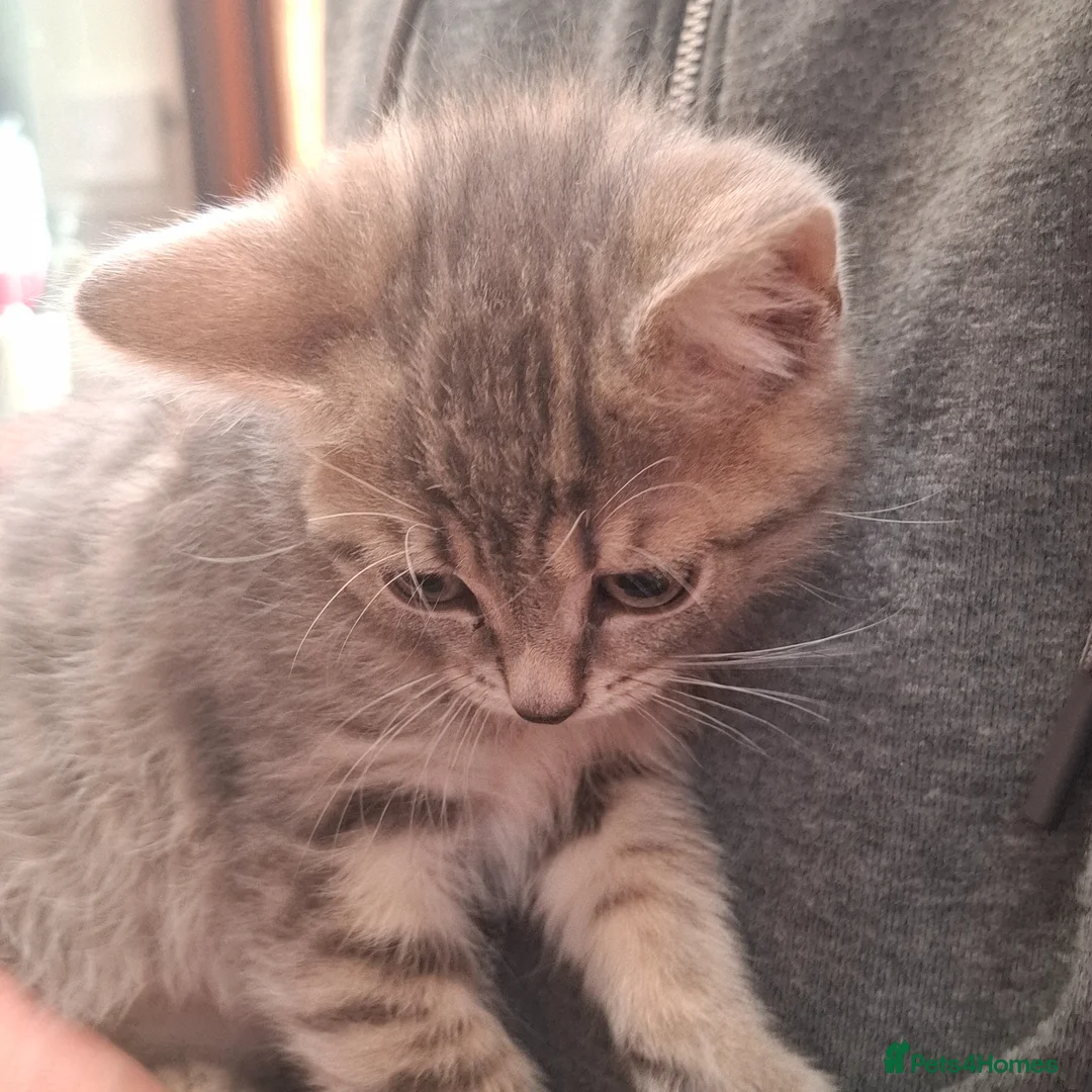 Mixed Breed cats for sale: Grey   - Advert 7