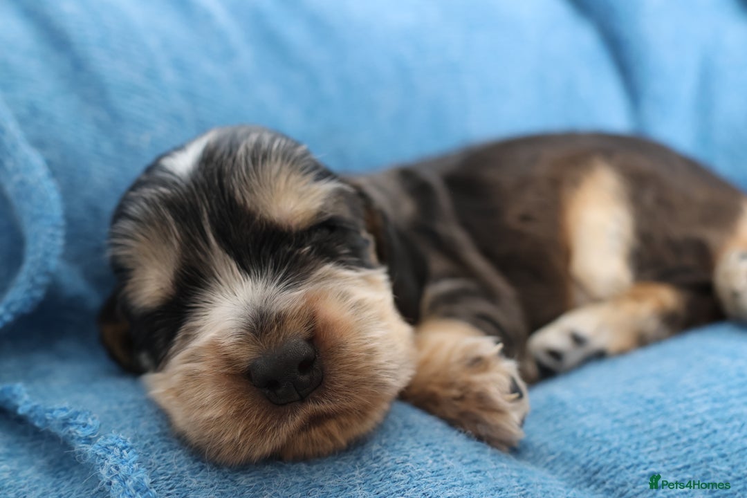 Cocker Spaniel dogs for sale: Beautiful family SHOW cocker spaniels - Image 18