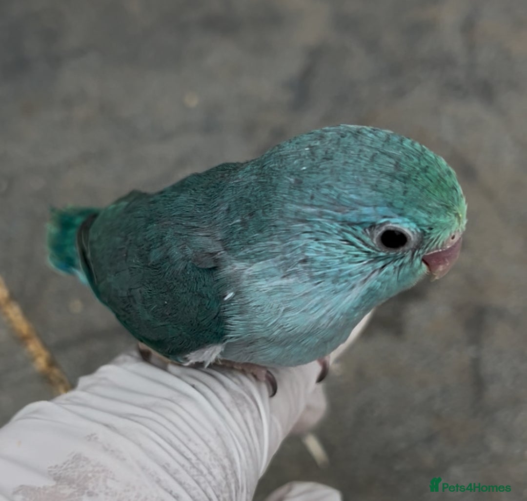 Mixed Breed birds for sale: All types Bird Avery clearance.  - Image 5