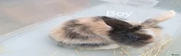 Mini Lion Lop rabbits for sale: Lop cross lionhead babies - Advert 6