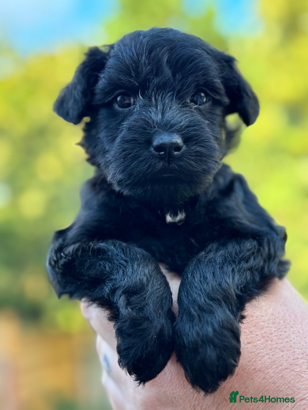 Miniature Schnauzer dogs for sale: Adorable KC registered Miniature Schnauzers - Image 19