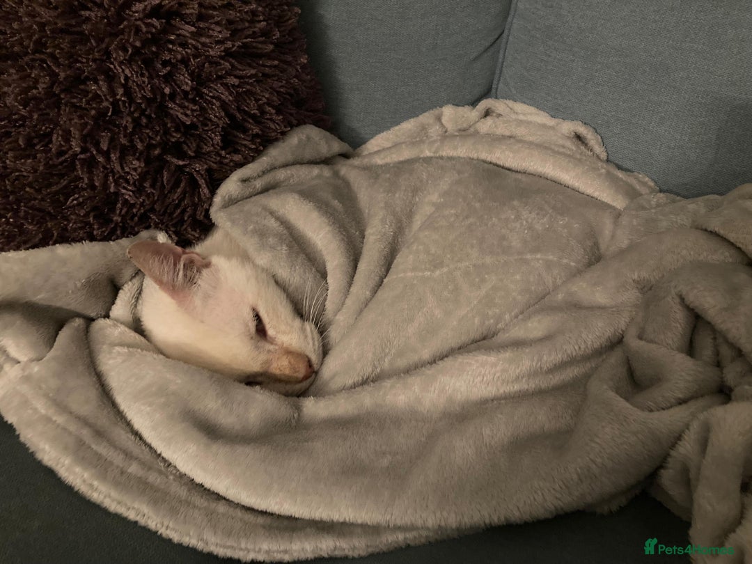 Domestic Shorthair cats for adoption: Male Indoor Cat for Adoption - Advert 2