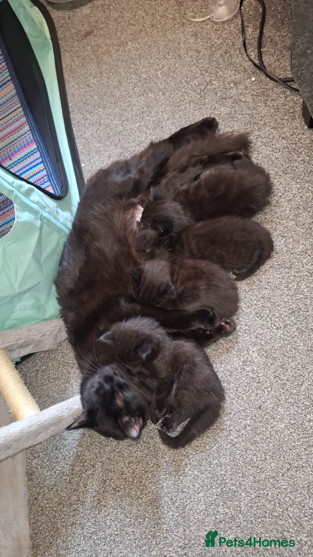 Ragdoll cats for sale: Ragdoll x Norwegian Forest x DHC - Image 19