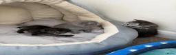 Scottish Fold cats for sale: British Shorthair and Scottish Fold kittens - Advert 6