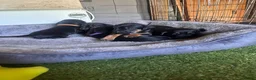 Mixed Breed dogs for sale: Working cocker with mix dads family pet  - Advert 14