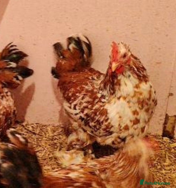 Chickens poultry Various cockerels  - Advert 1