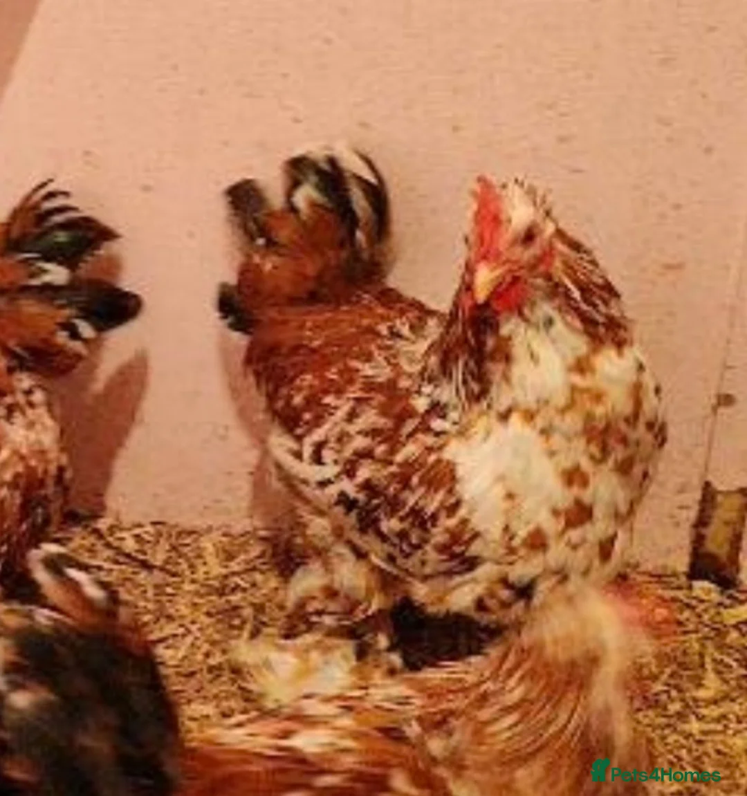 Chickens poultry for sale: Various cockerels  - Advert 1