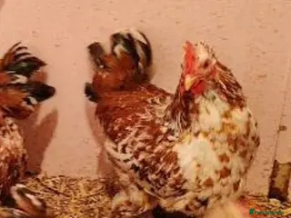 Chickens poultry Various cockerels - Advert 1