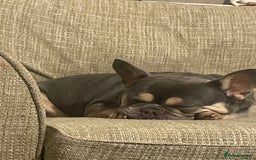 French Bulldog dogs for sale: 3 year old French bulldog  - Image 1