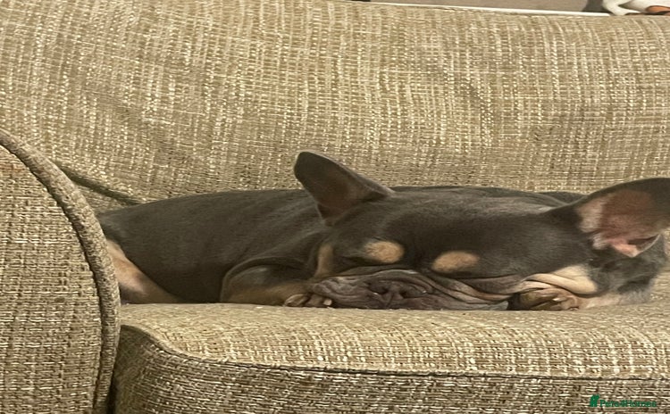 French Bulldog dogs - Advert 6