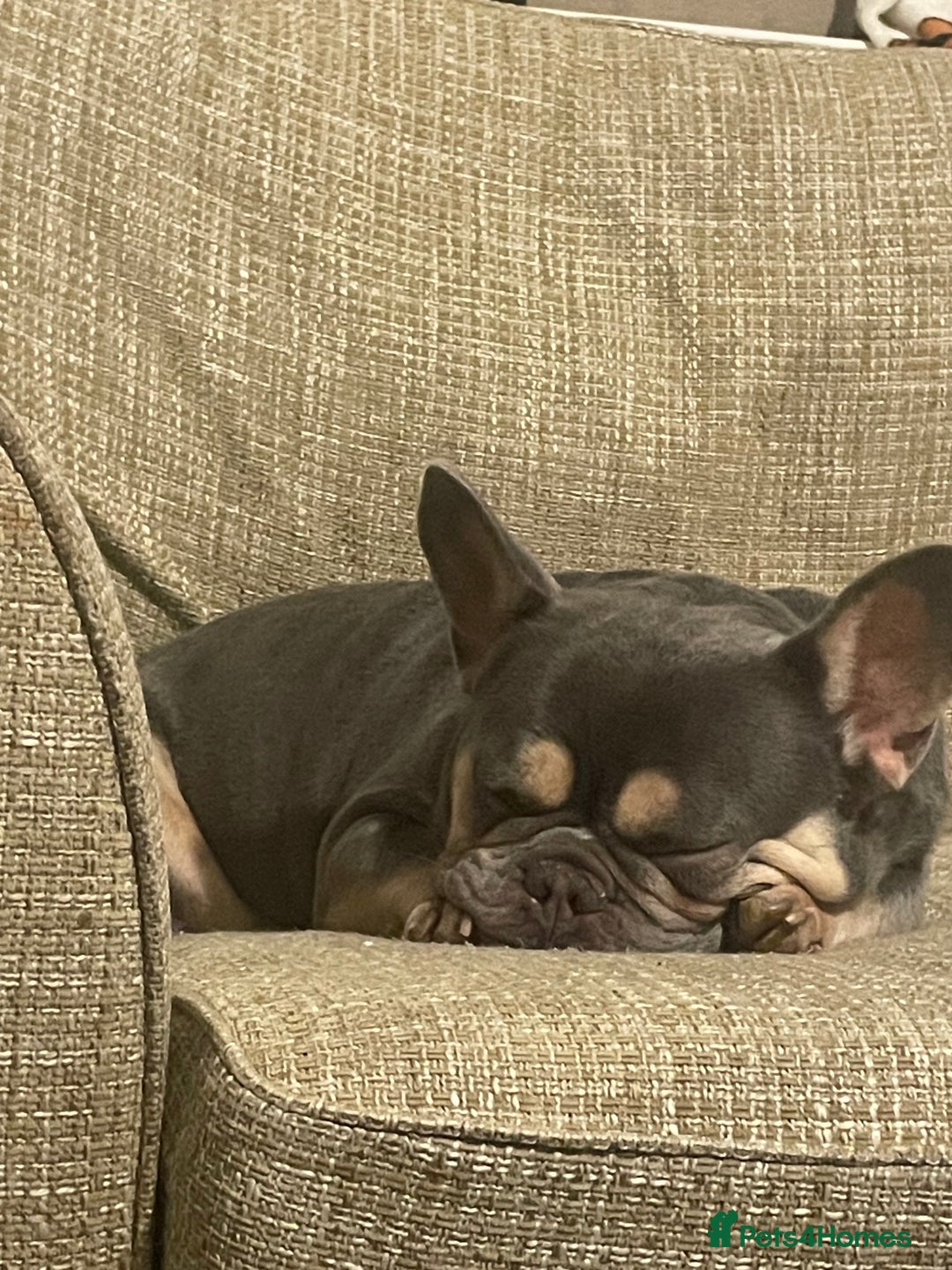 French Bulldog dogs for sale: 3 year old French bulldog  - Image 1