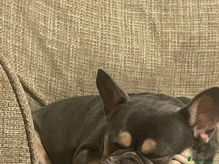 French Bulldog dogs for sale - Advert 1