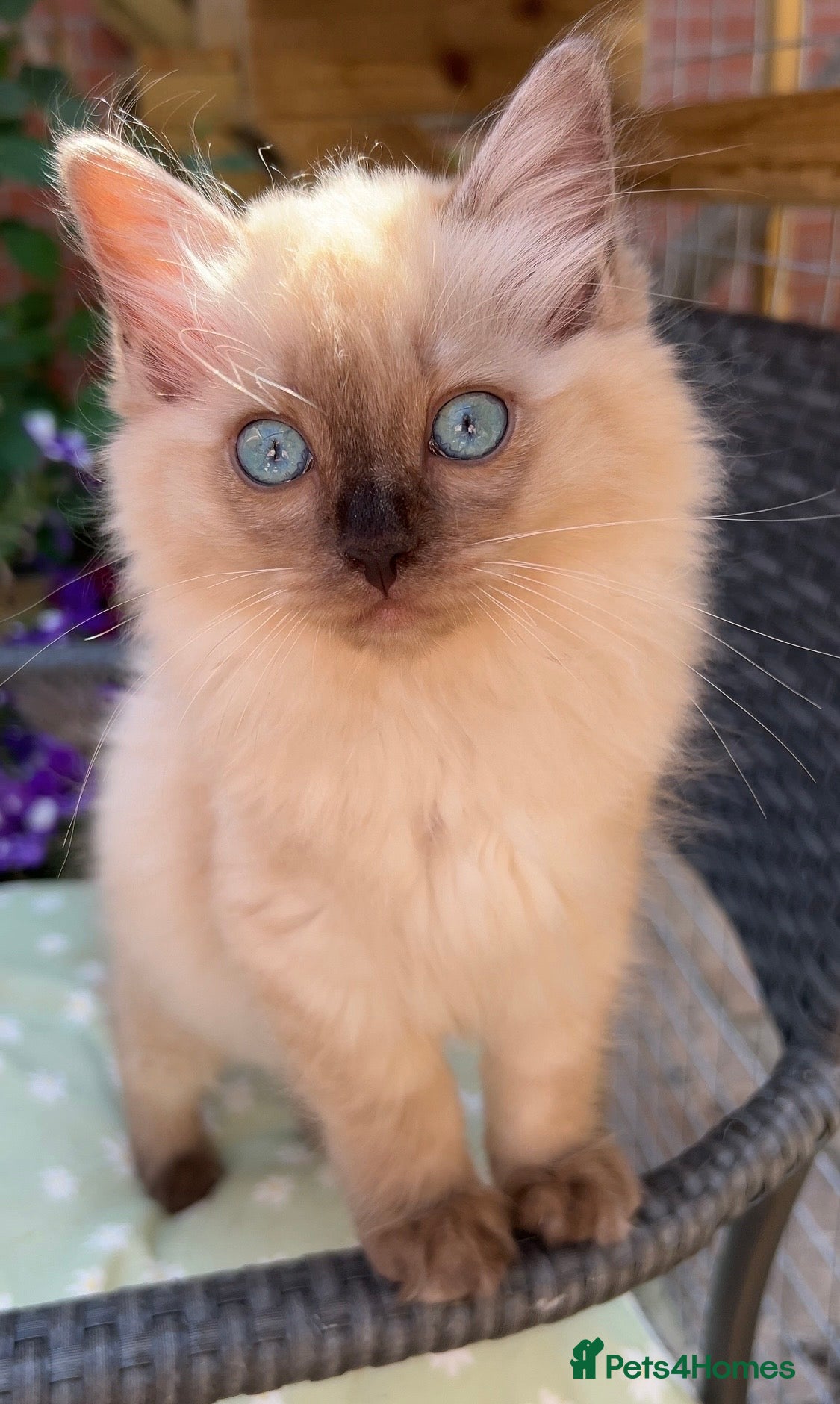 Ragdoll cats for sale: Ragdolls Mink Sepia TICA Cherubims Quality  - Advert 1